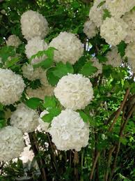 Attēlu rezultāti vaicājumam “Viburnum opulus”