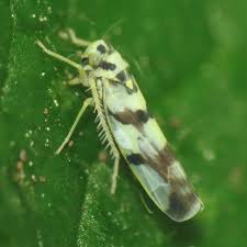 Attēlu rezultāti vaicājumam “Eupteryx vittata”