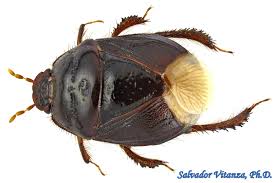 Attēlu rezultāti vaicājumam “Cydnidae”