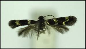 Attēlu rezultāti vaicājumam “Coleophoridae”