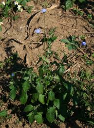 Attēlu rezultāti vaicājumam “Collaria rubens macro”