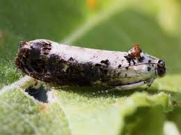 Attēlu rezultāti vaicājumam “Hedya salicella”