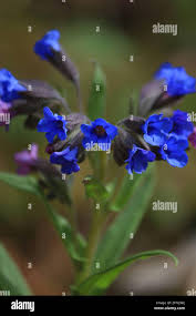 Attēlu rezultāti vaicājumam “Pulmonaria angustifolia fruit”