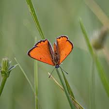 Attēlu rezultāti vaicājumam “Lycaena dispar”