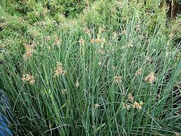 Attēlu rezultāti vaicājumam “Schoenoplectus lacustris subsp. lacustris”