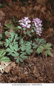 Attēlu rezultāti vaicājumam “Corydalis solida flower”