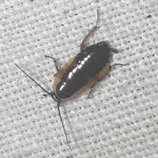 Attēlu rezultāti vaicājumam “Ectobius sylvestris nymph”