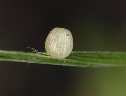 Attēlu rezultāti vaicājumam “Coenonympha tullia underside”