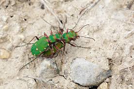 Attēlu rezultāti vaicājumam “Cicindela campestris imago”