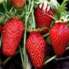 Attēlu rezultāti vaicājumam “Fragaria x ananassa”