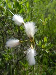 Attēlu rezultāti vaicājumam “Eriophorum gracile fruit”