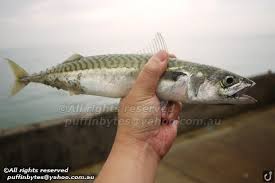 Image result for Scomber scombrus