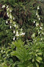 Attēlu rezultāti vaicājumam “Lilium martagon leaf”