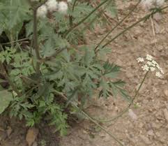 Attēlu rezultāti vaicājumam “Libanotis montana”