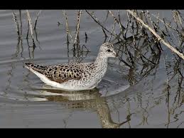 Attēlu rezultāti vaicājumam “Tringa stagnatilis adult”