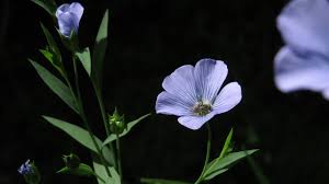 Attēlu rezultāti vaicājumam “Linum catharticum fruit”