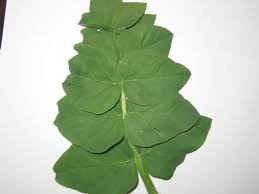 Attēlu rezultāti vaicājumam “Galega orientalis bud”