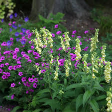 Image result for Digitalis grandiflora