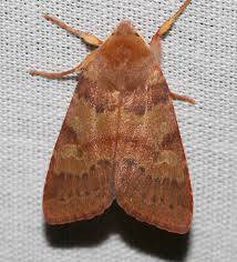 Attēlu rezultāti vaicājumam “Agrochola helvola imago”