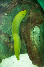 Image result for Gymnothorax funebris