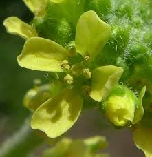 Attēlu rezultāti vaicājumam “Sisymbrium volgense flower”