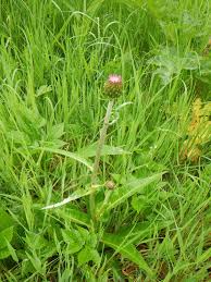 Attēlu rezultāti vaicājumam “Cirsium heterophyllum”