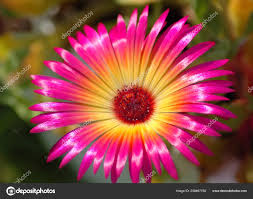 Image result for Mesembryanthemum criniflorum
