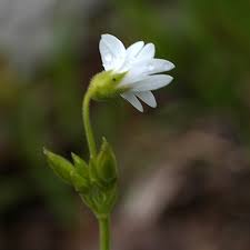 Attēlu rezultāti vaicājumam “Cerastium arvense flower”