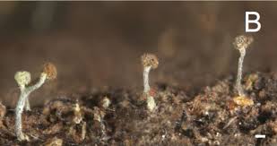 Attēlu rezultāti vaicājumam “Chaenotheca brachypoda”