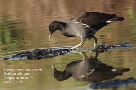 Attēlu rezultāti vaicājumam “Gallinula chloropus juvenile”