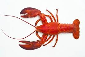 Image result for Homarus americanus
