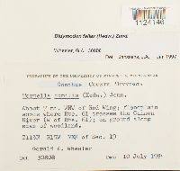 Attēlu rezultāti vaicājumam “Didymodon fallax var. brevifolius”