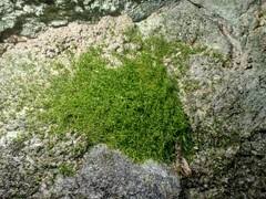 Attēlu rezultāti vaicājumam “Gymnostomum aeruginosum”
