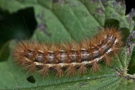 Attēlu rezultāti vaicājumam “Spilosoma lutea imago”