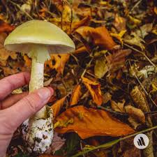 Attēlu rezultāti vaicājumam “Amanita phalloides”