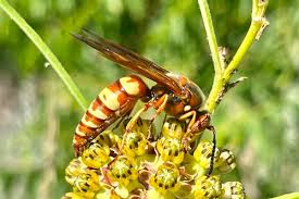 Attēlu rezultāti vaicājumam “Crabronidae”