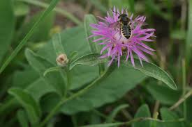 Attēlu rezultāti vaicājumam “Centaurea jacea leaf”