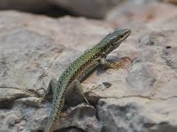 Attēlu rezultāti vaicājumam “Lacerta vivipara”