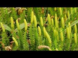 Attēlu rezultāti vaicājumam “Lycopodium dubium”