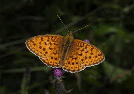 Attēlu rezultāti vaicājumam “Brenthis ino”