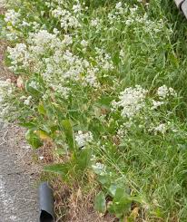 Attēlu rezultāti vaicājumam “Lepidium latifolium”