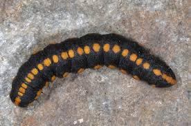 Attēlu rezultāti vaicājumam “Cucullia lucifuga”