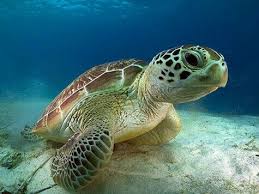 Image result for Caretta caretta