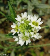 Attēlu rezultāti vaicājumam “Berteroa incana”