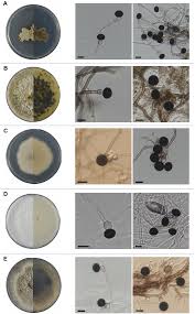 Attēlu rezultāti vaicājumam “Badhamia affinis var. microspora macro”