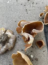 Attēlu rezultāti vaicājumam “Peziza repanda”