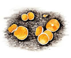 Attēlu rezultāti vaicājumam “Lachnellula willkommii”