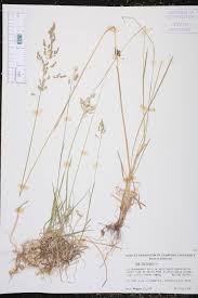 Attēlu rezultāti vaicājumam “Poa angustifolia”