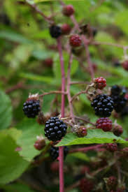 Attēlu rezultāti vaicājumam “Rubus plicatus”
