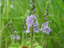 Attēlu rezultāti vaicājumam “Veronica officinalis fruit”